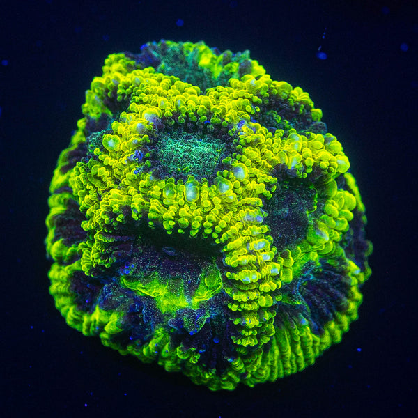 Favia Coral