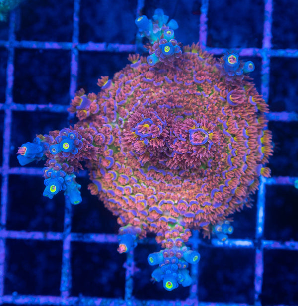 SPS