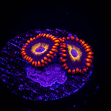Blue Eye Blondie Zoas