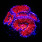 Magma Acan