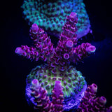 LRO Snow Dragon Acro