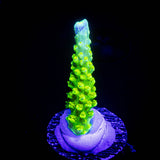 Bali Green Slimer Acro