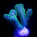 Pocillopora