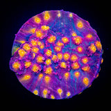 LRO Rainbow Madness PRIMO COLOR