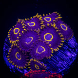Purple Hornet Zoas