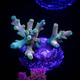 CB Flaming Unicorn Acro