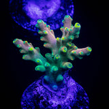 CB Flaming Unicorn Acro