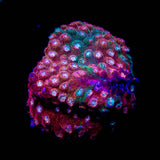 JF Fender Bender Cyphastrea