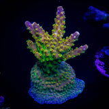 LRO Komodo Island CHUNKY