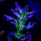 Cali Tort CHUNKY