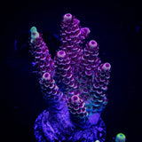 LRO Snow Dragon Acro
