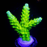 Bali Green Slimer Acro