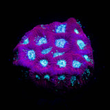 Teal Eye Favia