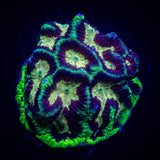 Cosmos Platygyra