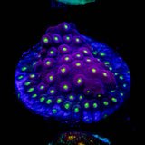 Bling  Bling Cyphastrea