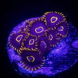 Purple Hornet Zoas