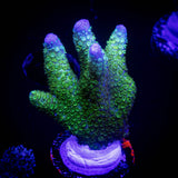 Green Digitata