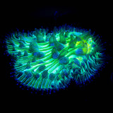 Toxic Diaseris SUPER BRIGHT