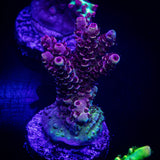 LRO Snow Dragon Acro