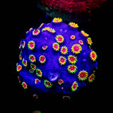 WWC Bizzaro Cyphastrea