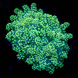 Toxic Octospawn