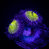 Frozen Apple Zoas