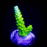 Bali Green Slimer Acro