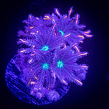 Rainbow Clove Polyps
