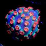 Meteor Shower Cyphastrea