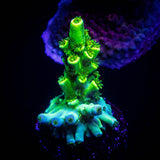 LRO Electric Lime Acro