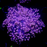 Pink Octospawn