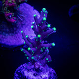 LRO Xtreme Pacman Acro