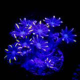 Orange Tip Clove Polyps