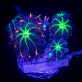 Firework Clove Polyps