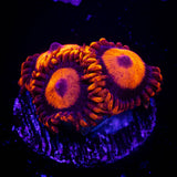 Orange Oxide Zoas