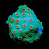 Jingle Bells Cyphastrea