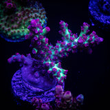 CB Atomic Fireball Acro