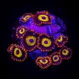 Blue Eye Blondie Zoas