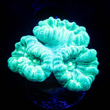 Teal Trumpets