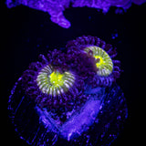Frozen Apple Zoas