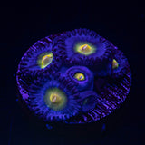 WWC AOI Zoas