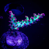CB Atomic Fireball Acro