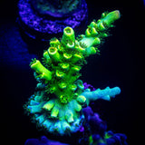 LRO Electric Lime Acro