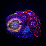 Raptors Rainbow and friends Zoa