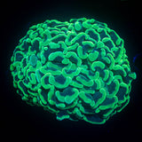 Aussie Green Hammer BIG HEAD