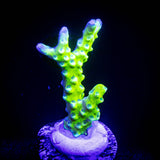 Green Goblin Anacropora