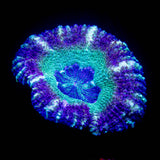 LRO Fruit Tart Asian Acan