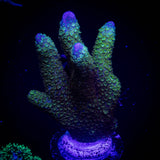 Green Digitata