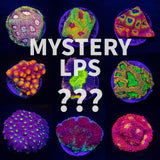 Mystery LPS