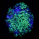 Teal Star Polyps